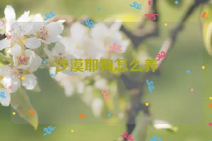 沙漠耶狗怎么养