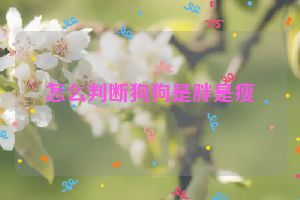 怎么判断狗狗是胖是瘦