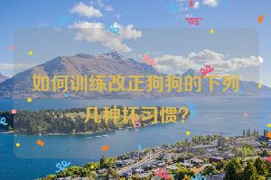 如何训练改正狗狗的下列几种坏习惯？