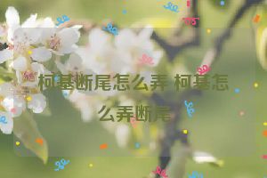 柯基断尾怎么弄 柯基怎么弄断尾