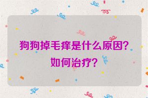 狗狗掉毛痒是什么原因？如何治疗？