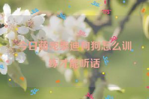 今日萌宠泰迪狗狗怎么训练才能听话