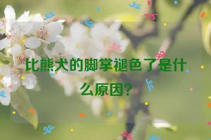 比熊犬的脚掌褪色了是什么原因？