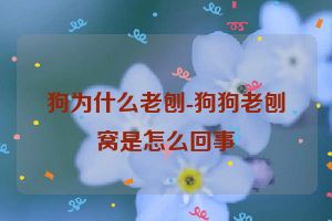 狗为什么老刨-狗狗老刨窝是怎么回事