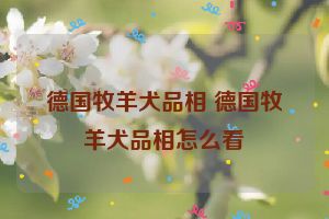 德国牧羊犬品相 德国牧羊犬品相怎么看