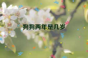 狗狗两年是几岁