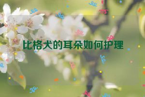 比格犬的耳朵如何护理