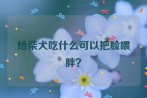 给柴犬吃什么可以把脸喂胖？