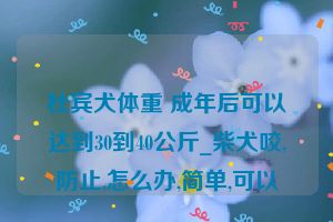 杜宾犬体重 成年后可以达到30到40公斤_柴犬咬,防止,怎么办,简单,可以