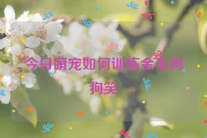 今日萌宠如何训练金毛狗狗笑