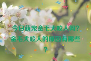 今日萌宠金毛犬咬人吗？金毛犬咬人的原因有哪些？