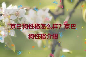 京巴狗性格怎么样？京巴狗性格介绍