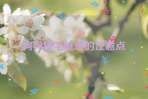 狗狗被毛梳理的注意点