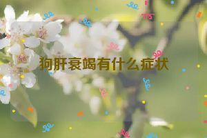 狗肝衰竭有什么症状