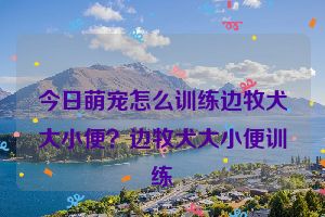 今日萌宠怎么训练边牧犬大小便？边牧犬大小便训练