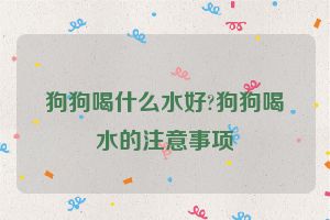 狗狗喝什么水好?狗狗喝水的注意事项