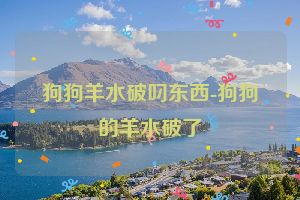 狗狗羊水破叼东西-狗狗的羊水破了