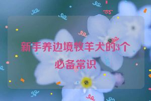 新手养边境牧羊犬的3个必备常识