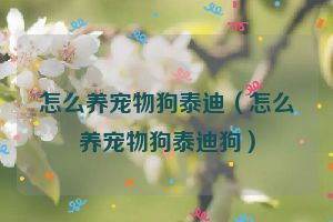 怎么养宠物狗泰迪（怎么养宠物狗泰迪狗）