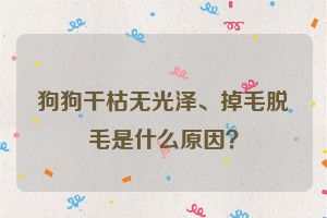 狗狗干枯无光泽、掉毛脱毛是什么原因？