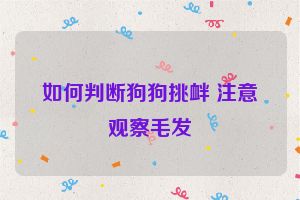 如何判断狗狗挑衅 注意观察毛发
