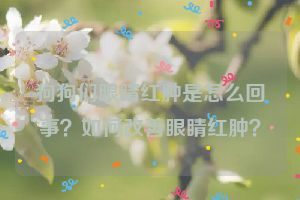 狗狗们眼睛红肿是怎么回事？如何改善眼睛红肿？