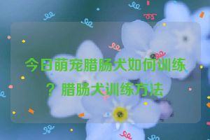 今日萌宠腊肠犬如何训练？腊肠犬训练方法