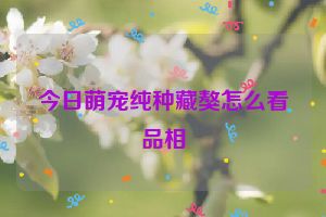 今日萌宠纯种藏獒怎么看品相