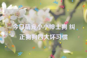 今日萌宠小小绅士狗 纠正狗狗四大坏习惯