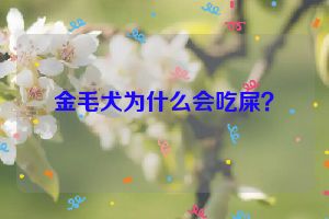 金毛犬为什么会吃屎？