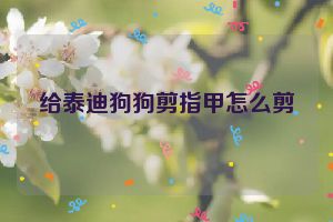 给泰迪狗狗剪指甲怎么剪