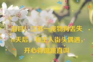 泪目！江苏一宠物狗丢失46天后，和主人街头偶遇，开心得蹦跳直叫