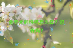 金毛犬的性格怎么样？好养吗？