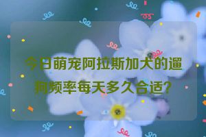 今日萌宠阿拉斯加犬的遛狗频率每天多久合适？