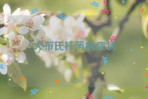 犬布氏杆菌病症状