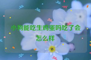 小狗能吃生鸡蛋吗吃了会怎么样