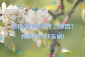 狗狗老叫唤是什么原因？我来告诉你答案！