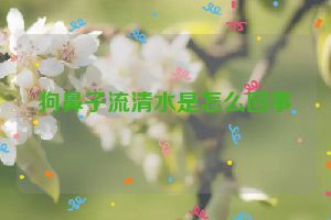 狗鼻子流清水是怎么回事