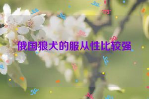 俄国狼犬的服从性比较强