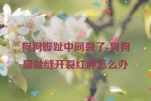 狗狗脚趾中间裂了-狗狗脚趾缝开裂红肿怎么办