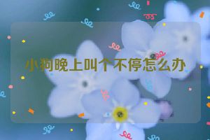 小狗晚上叫个不停怎么办