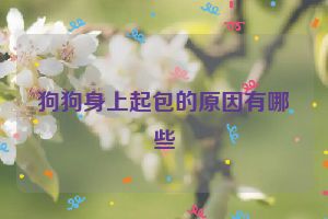 狗狗身上起包的原因有哪些