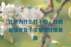 比熊为什么打不怕，性格倔强或处于发情期性情暴躁