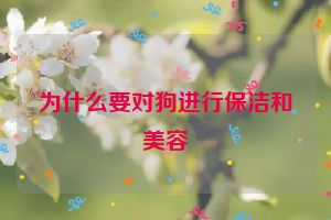 为什么要对狗进行保洁和美容