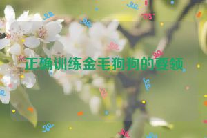 正确训练金毛狗狗的要领