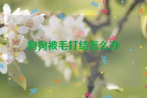 狗狗被毛打结怎么办