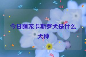 今日萌宠卡斯罗犬是什么犬种