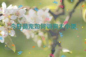 今日萌宠如何训狗大小便