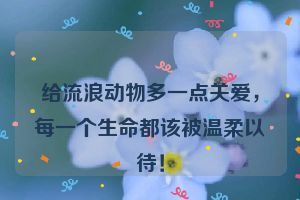 给流浪动物多一点关爱，每一个生命都该被温柔以待！