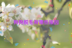 狗狗脱毛有哪些原因